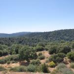 Palomar_0080 (September 10, 2011)